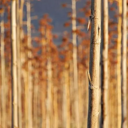 Apartament Ad La Oliva